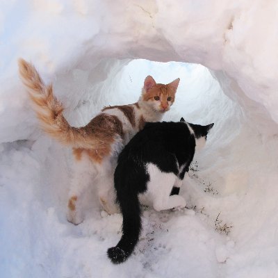 Profile Picture of Tabby Road Cats--George & Ringo (@RoadTabby) on Twitter