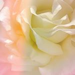 Profile Picture of Lorrie Morrison (@gardengloflowerart) on Instagram