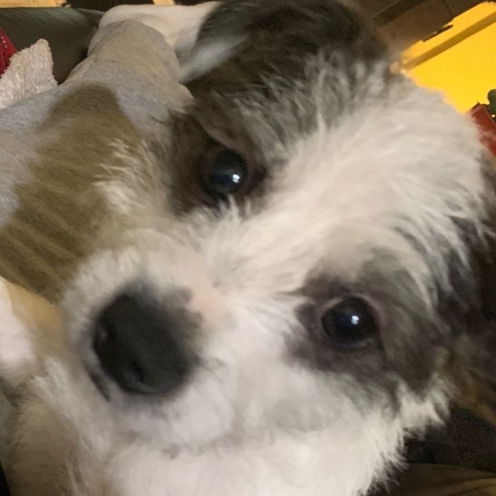 Profile Picture of Christopher Luciano (@@chris.luciano) on Tiktok