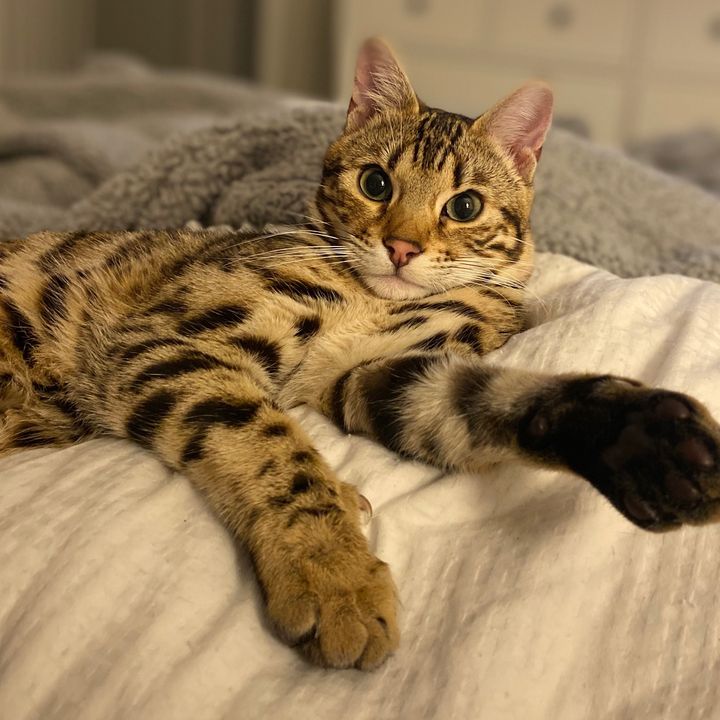 Profile Picture of scottmcdougall97 (@scottmcdougall97) on Tiktok