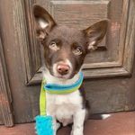 Zeke - Instagram Profile Picture of Zeke (@ollie_and_zeke) on Instagram