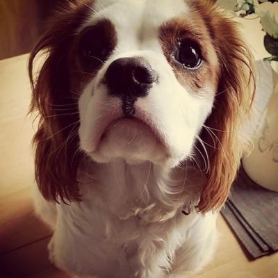 Profile Picture of Bobby Boy Talbot (@bobbyboytalbot) on Twitter