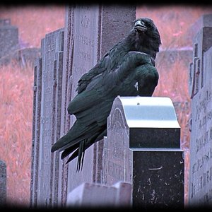 Profile Picture of Jónathan Alcover Martín (@diesholocaustumspace) on Myspace