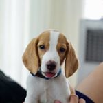 Profile Picture of Benjamin the Beagle (@benjiji.benjamin) on Instagram