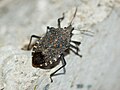 Profile Picture of Apodiphus amygdalion Wikipedia