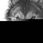 Profile Picture of Faceone Coyle (@cory.coyle.9) on Myspace