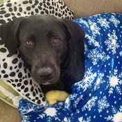 Profile Picture of  Deb Chatterjee (@swanradha) on Youtube