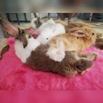 Profile Picture of Calvin + Sugar + Cotton (@bunniesindubai) on Instagram