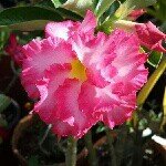 Profile Picture of Shirley Farrell (@shirley.farrell.96) on Instagram