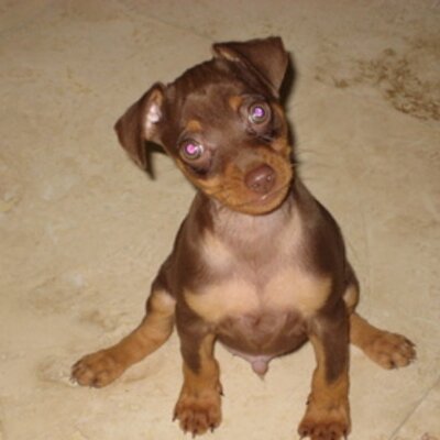 Profile Picture of Debbie Hsu (@jindolover) on Twitter