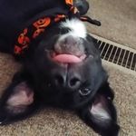Profile Picture of Lacey Riley Pruitt (@theboradorableborador) on Instagram
