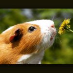 Profile Picture of hayley (@guineas_and_rabbit_lovers) on Instagram