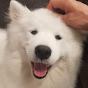 Profile Picture of Mel McGee (@mel.mcgee) on Tiktok