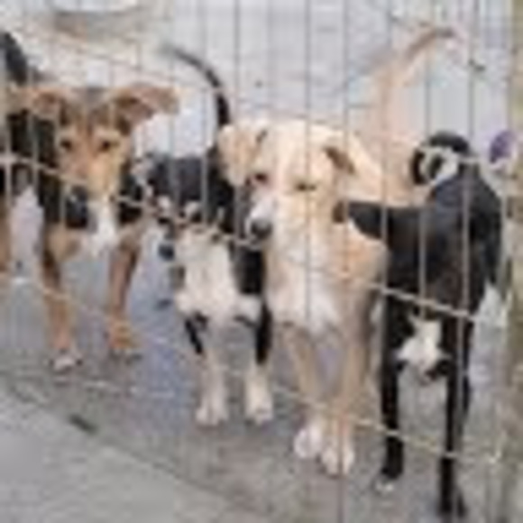 Mutt match l.a. Match la - Poshmark Profile Picture of Mutt match l.a. Match la (@muttmatchlaresq) on Poshmark