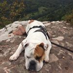 Profile Picture of Bulldogge Dexter (@stephaniedoering05) on Instagram