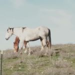 Profile Picture of darci howell (@darcihowell) on Instagram