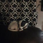 Profile Picture of Benjamin Jeffers (@doggos_dank_memez) on Instagram