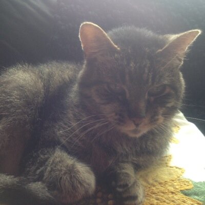 Profile Picture of Janice Mohr (@jjmmohr) on Twitter