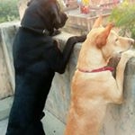 Profile Picture of Jerry Muffin Smooky Crush ❤ (@dogolove__) on Instagram