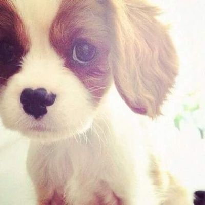 Profile Picture of Jhesselyn Castillo (@jhess_cora) on Twitter