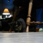 Profile Picture of Christopher Stapko (@cj_stapko) on Instagram