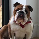 Profile Picture of Peggy bishop (@bulldogpeggy) on Instagram