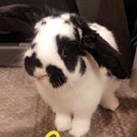 Profile Picture of Hopper Henry Ho (@houseofhops_) on Instagram