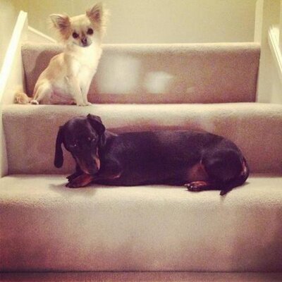 Profile Picture of Phoebe & Pip (@MichKeegansDogs) on Twitter