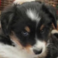 Profile Picture of Joshua Albani (@joshua-albani) on Quora