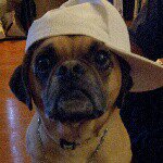 Profile Picture of chewy Puggle warren (@chewy_the_pugface_puggle) on Instagram