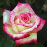 Hatice Arat - Instagram Profile Picture of Hatice Arat (@haticearat) on Instagram