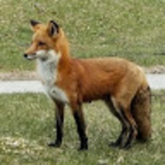 Profile Picture of Fiona De almeida (@onafi78) on Poshmark