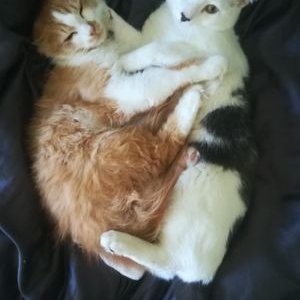 Profile Picture of Alton Hathaway (@bishop_alton) on Twitter