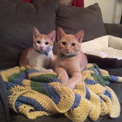 Profile Picture of Jessica Scheer (@HMBfossilgirl) on Twitter