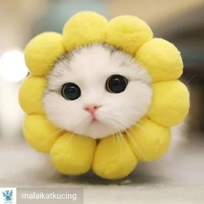 Profile Picture of Sivi Almanaf (@AlmanafSivi) on Twitter