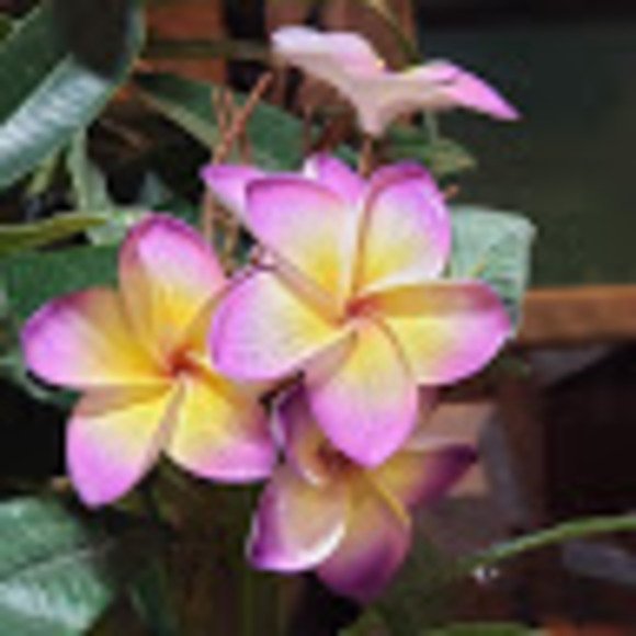 Sherry Castillo - Poshmark Profile Picture of Sherry Castillo (@radesh7976) on Poshmark