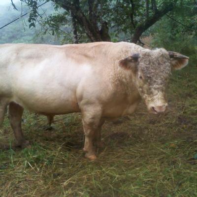 Profile Picture of Antonio Quintos Cano (@tiglesito) on Twitter