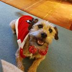 Profile Picture of Ted Davies (@ted_the_border_cross) on Instagram