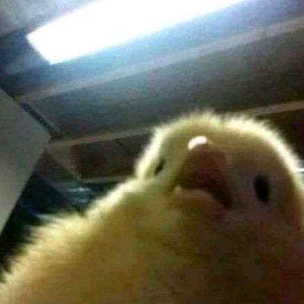 Profile Picture of Jake Pérez92 (@eldoangel) on Tiktok