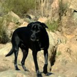 Profile Picture of Joe Giacalone (@joegiaco) on Instagram