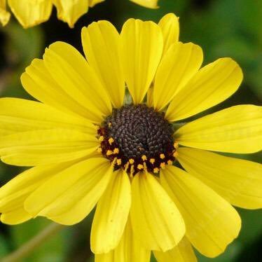 Profile Picture of Lisa Guzzo (@oreo8302) on Twitter