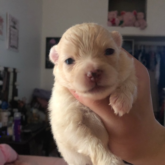 Profile Picture of Rebecca Hansen (@rlg8771) on Poshmark