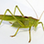 Julia Popova - Flickr Profile Picture of Julia Popova (@julia_popova) on Flickr