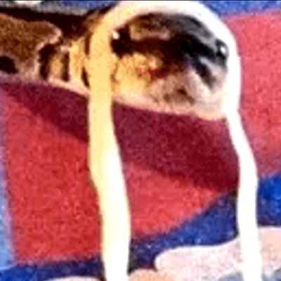 Profile Picture of Mike Smolka (@mike_smolka) on Twitter