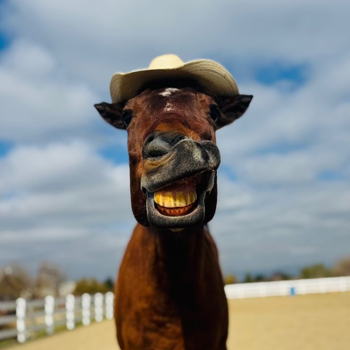 🦋Bailey&Marley🦋 - Tiktok Profile Picture of 🦋Bailey&Marley🦋 (@bailey_horse_tricks5) on Tiktok