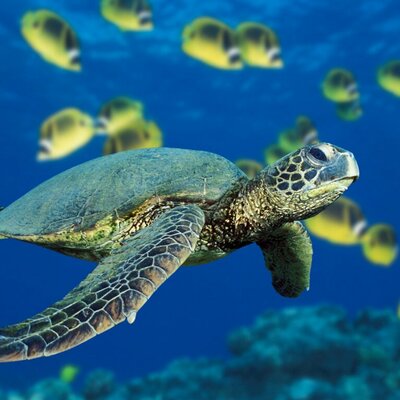 Profile Picture of John A. Shuler (@CUPPALibrarian) on Twitter