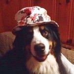 Profile Picture of Benjamin Teichert (@benthebernesemountaindog) on Instagram