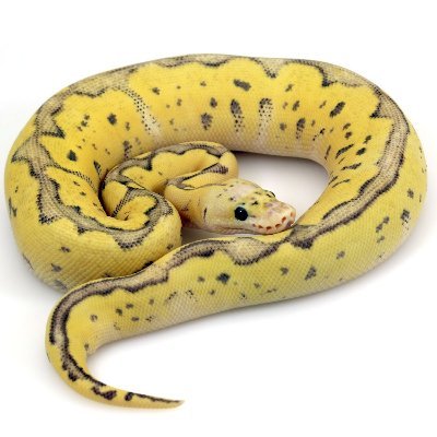 Profile Picture of ISAAC NG (@ISAACNG01029693) on Twitter