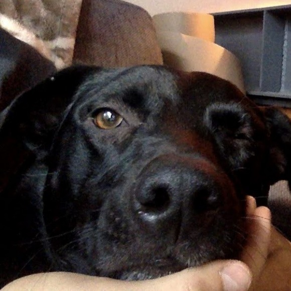 Profile Picture of Moon Ray (@ilelil) on Poshmark