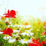 Profile Picture of Antonio Sánchez Fdez-Tostado (@antoniosanc90) on Instagram